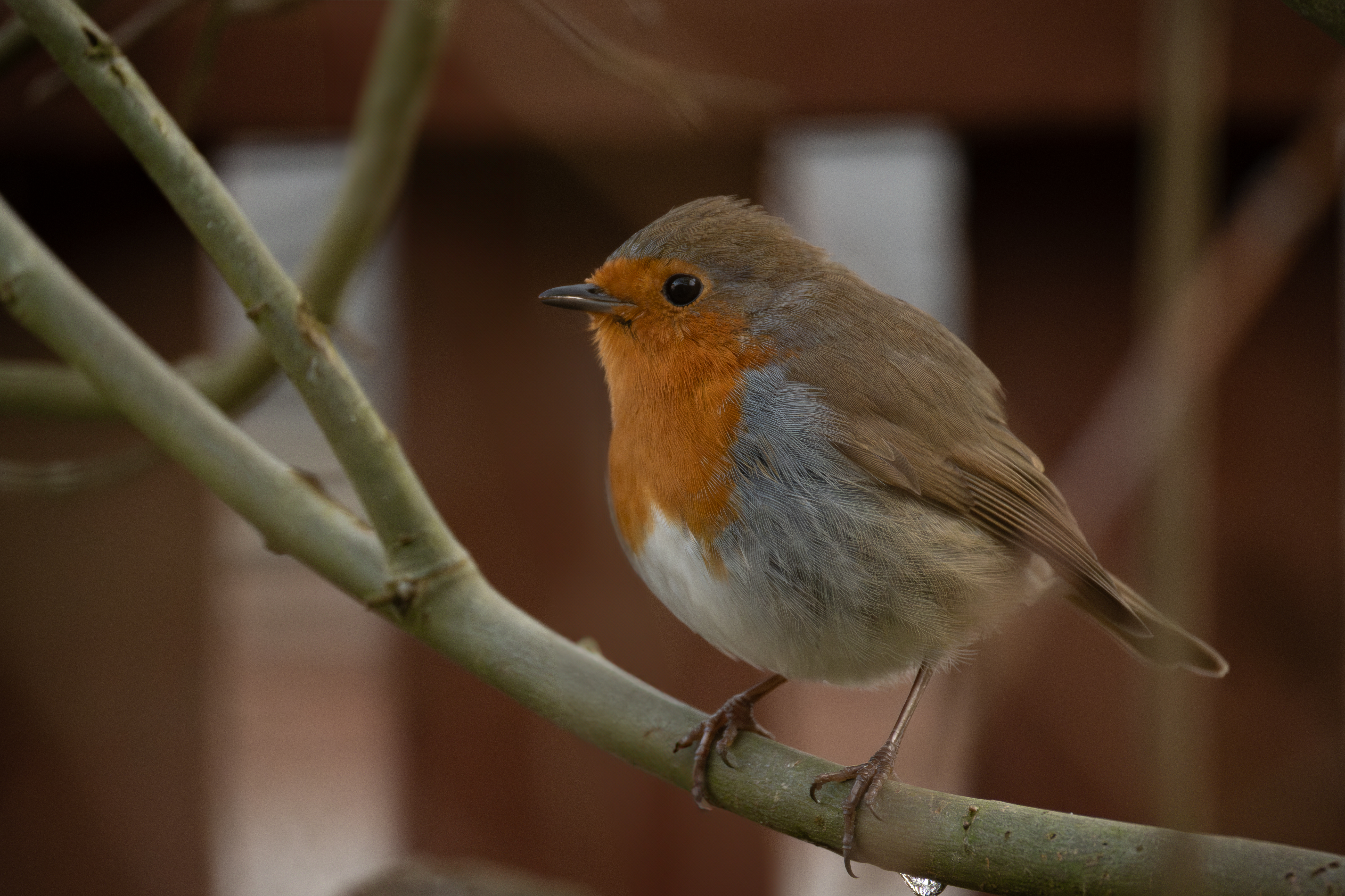 A Robin sitting on a branch